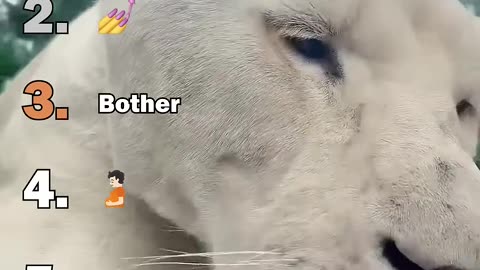 Ranking Best Big Cat Housecats Moments
