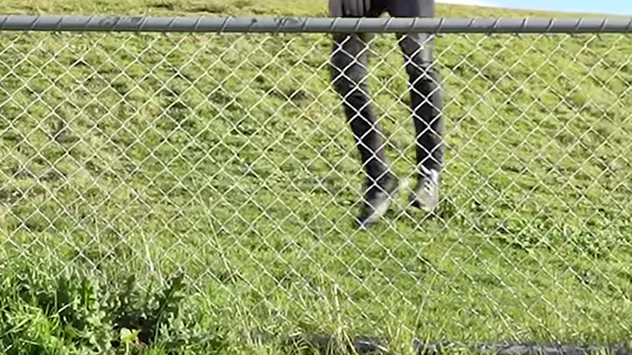 How animals get over a fence