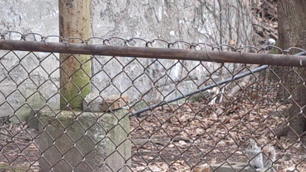 Spider cat, her sister?!, and a squirrel :)