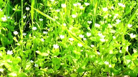 Spring Time Is Here & Hot #spring #bovcast
