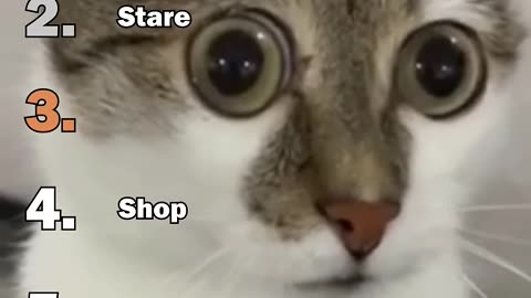 cats acting crazy