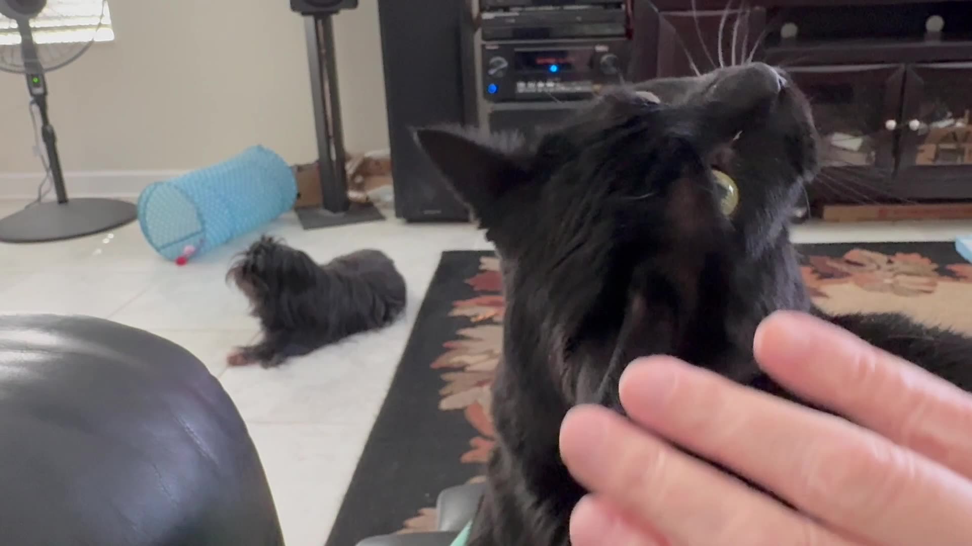 Cute Precious Piper Keeps An Eye on Maggie the Dog - My Adopted Shelter Cat Vlog