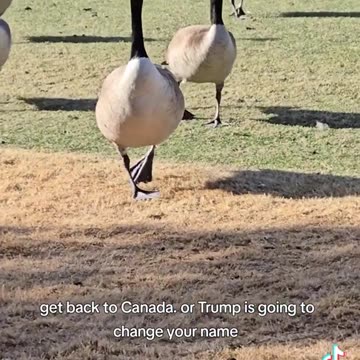 Get back to Canada, or Trump is going to change your name! 😂😂😂