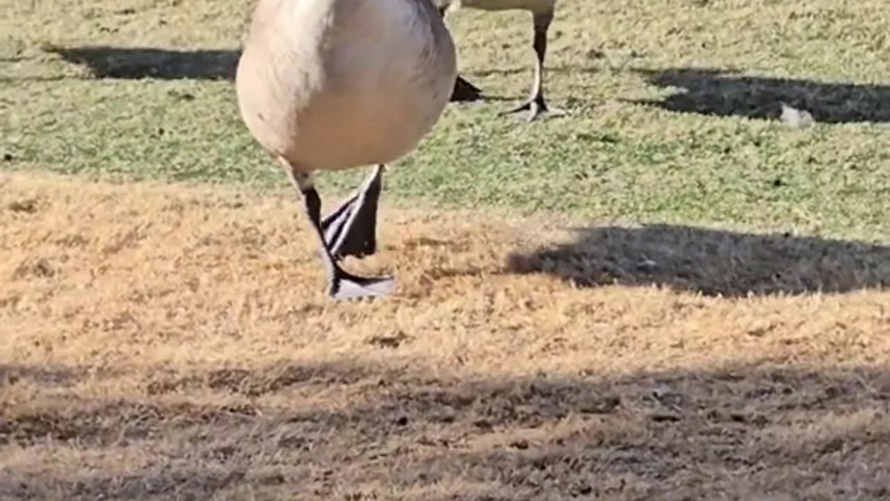 Get back to Canada, or Trump is going to change your name! 😂😂😂