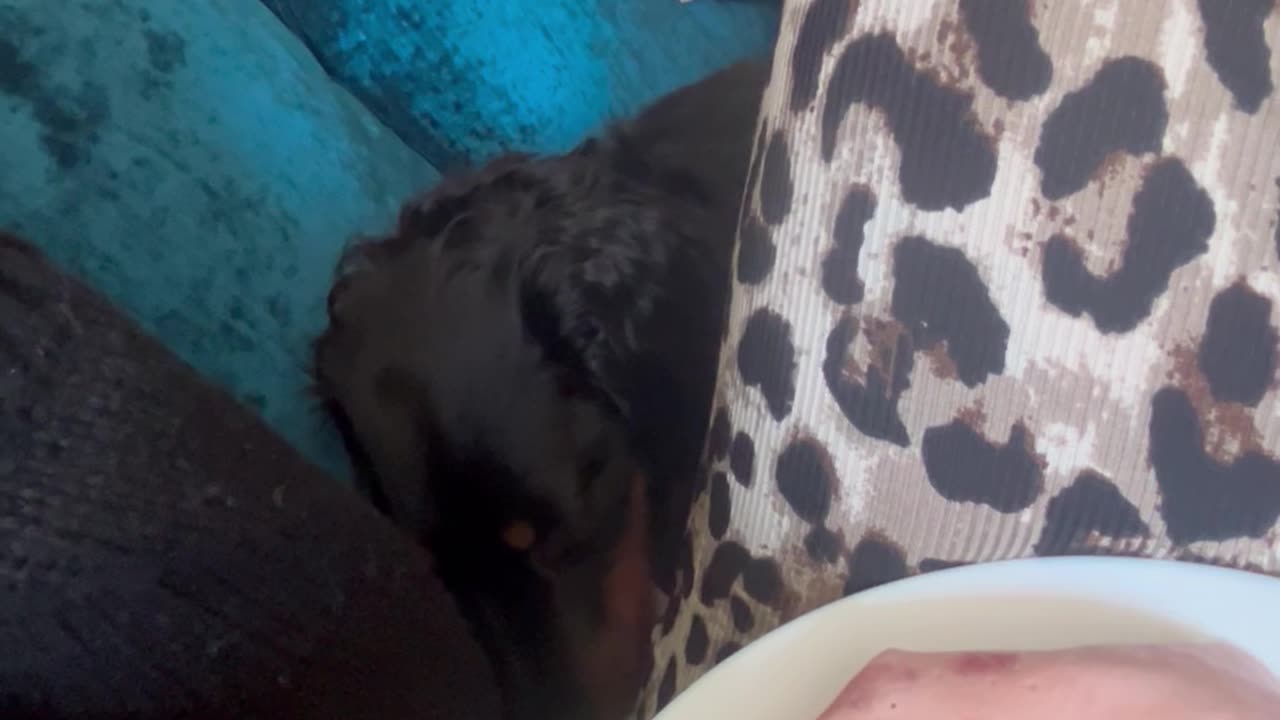 Sausage Dog Steals Slice of Ham