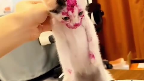 Funny cat videos 🤣🤣