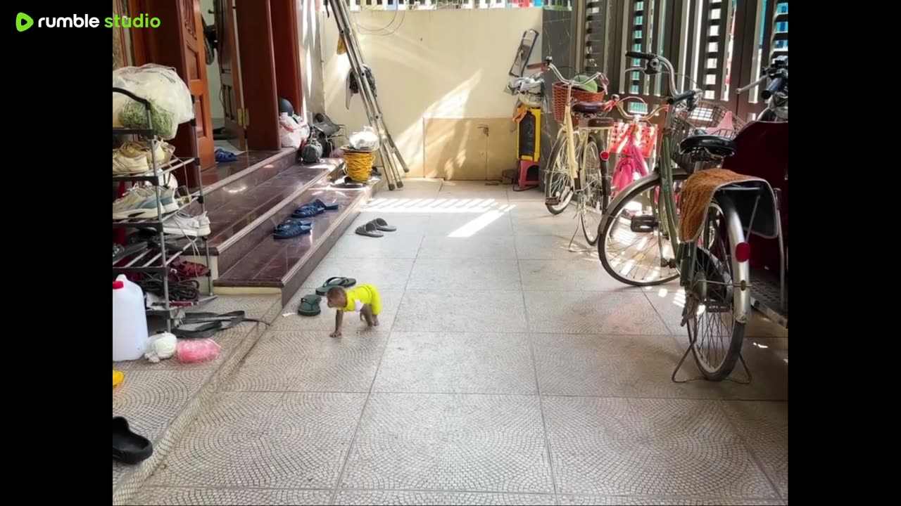 pets in action