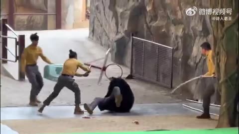 Black bear attacks its keeper during a show at safari park
