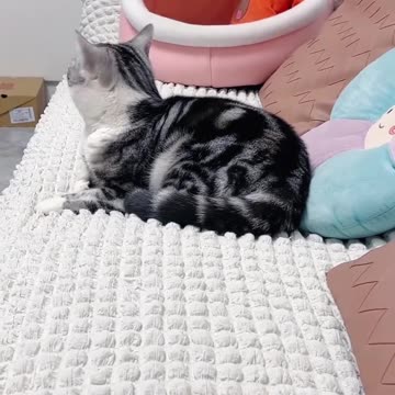 Funny Cats And Dogs Videos 😂 #4 - Best Funniest Animal Videos 2023 😅