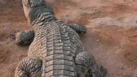 Crocodiles are afraid of shovels.