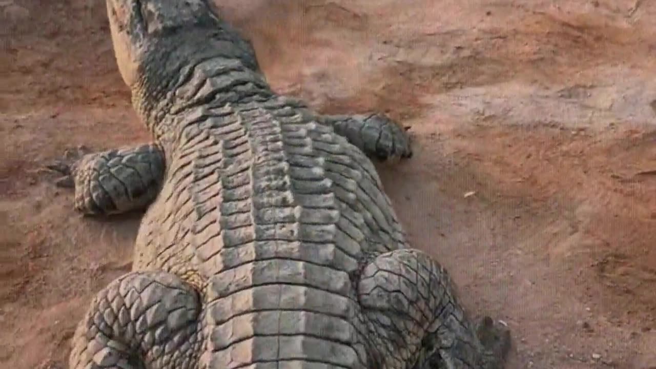 Crocodiles are afraid of shovels.