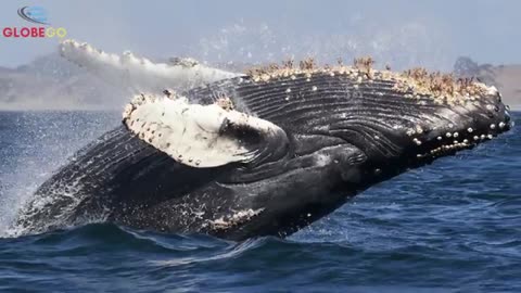 Diver Finds WHALE BEGGING FOR HELP in British