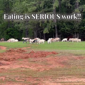 Eating is SERIOUS work!