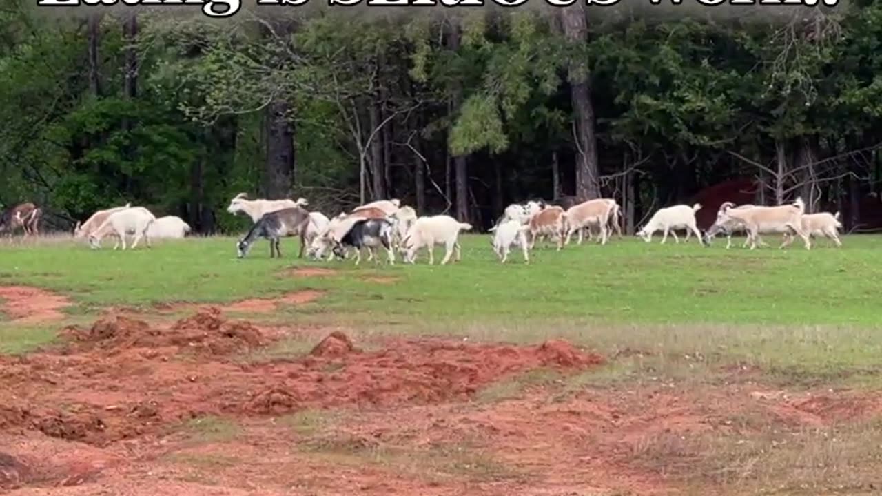 Eating is SERIOUS work!