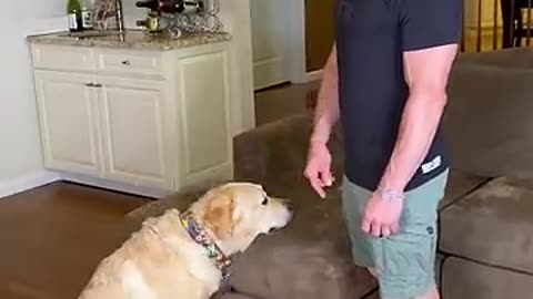 Which type of dog owner are you?
