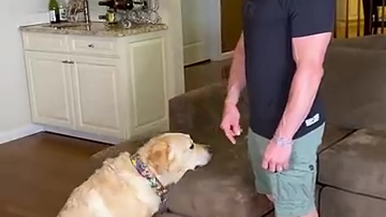 Which type of dog owner are you?