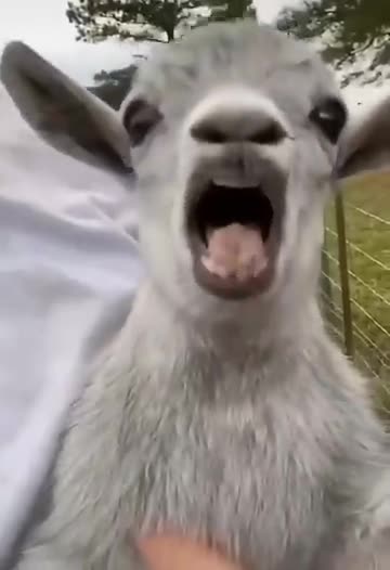 funny animals video 2021