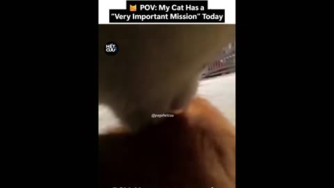 🐱 A Day in the Life of Mr. Fluffington – The Real Street Romeo