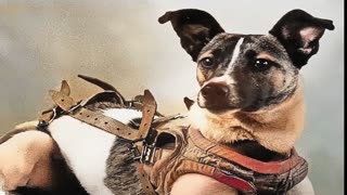 LAIKA FIRST DOG IN SPACE SPUTNIK 2