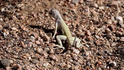 Zebra-tailed Lizard