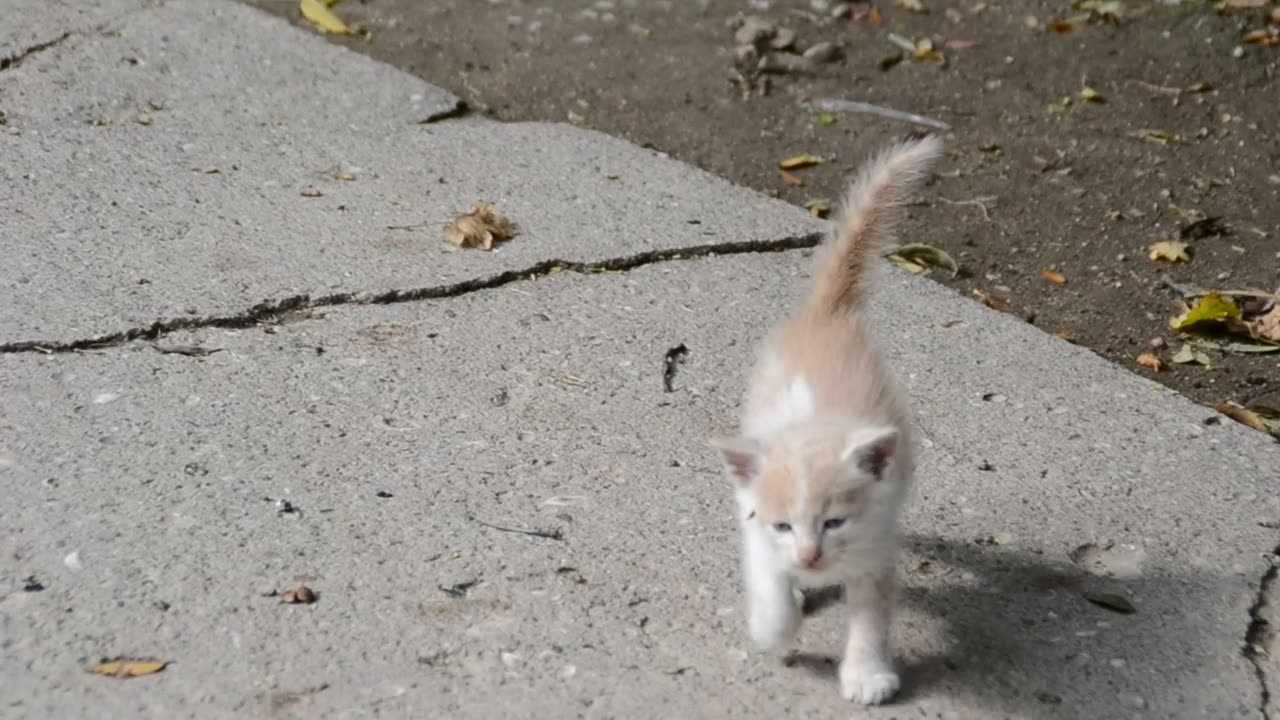 Kitty walking alone