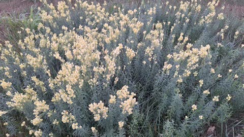 Bread and butter flowers