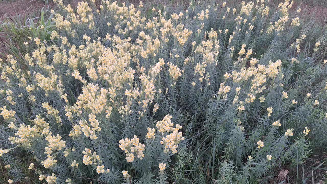 Bread and butter flowers