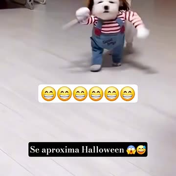 Really Funny. Lil' puppy