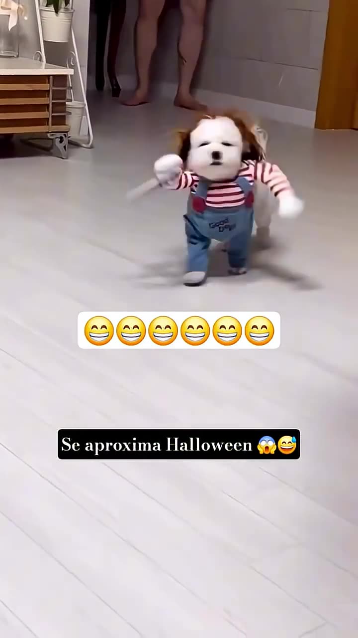 Really Funny. Lil puppy