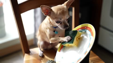 Who Let the Dishwasher Out?