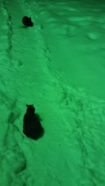 Night vision is mandatory to see black rabbits on white snow. :D #SparklegleamFarm #Bunny #farm
