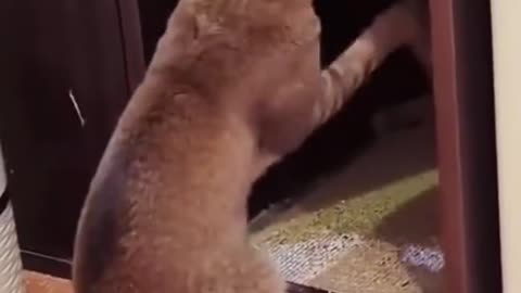 copy cat