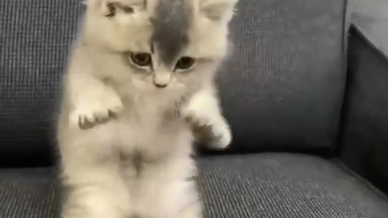 Animals Funny Video