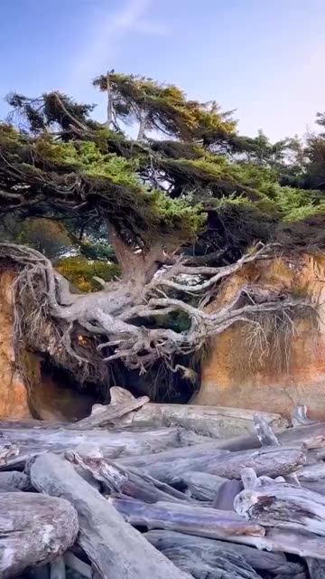 The wondrous Kalaloch Tree of Life in Olympic National Park.