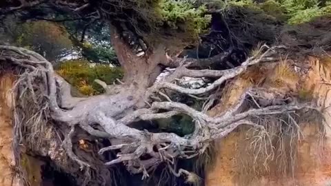 The wondrous Kalaloch Tree of Life in Olympic National Park.