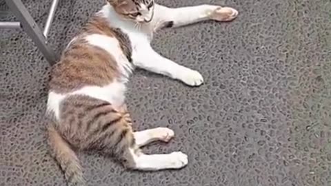 ☀️ 3 Happy Cats Take Over the Morning! | Sunbathing, Playing & Being Lazy 😂🐾