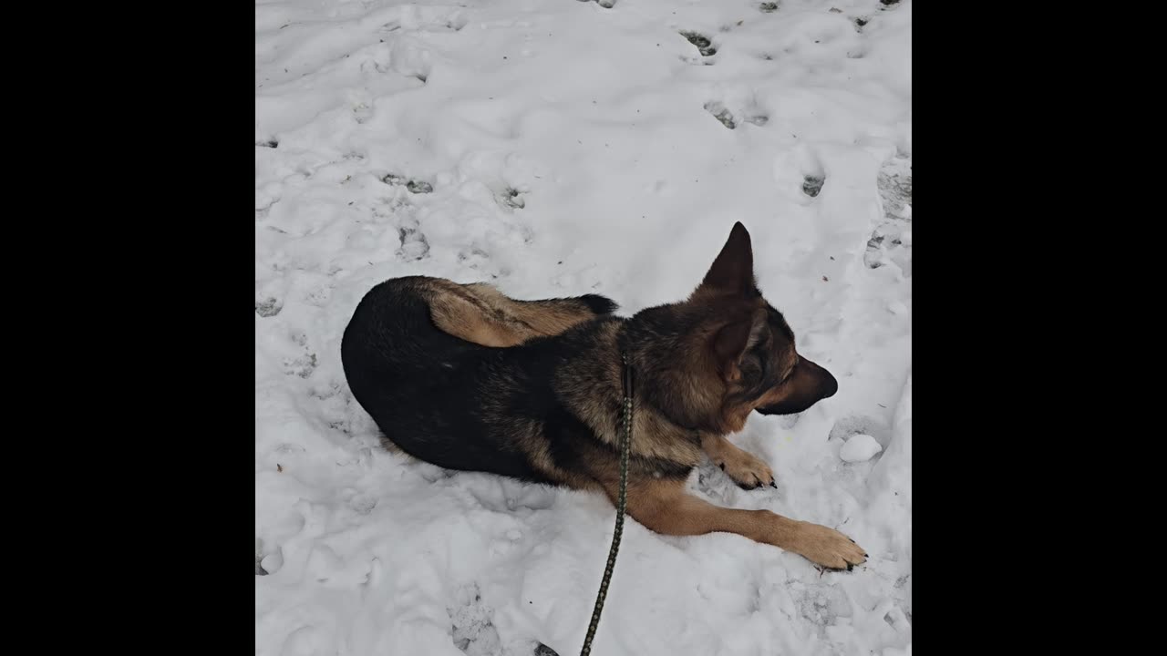 Virgil german shepherd.