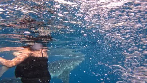 WhaleShark 2025 Cebu