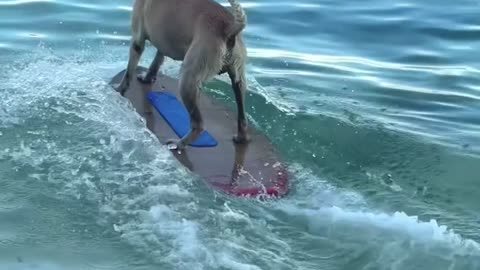 New viral video! Dog Swimming