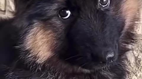 Baby dog's Comedy Videos 🤣 so cute videos 😍 funny pictures and puppies comedy scenes 😂 😂
