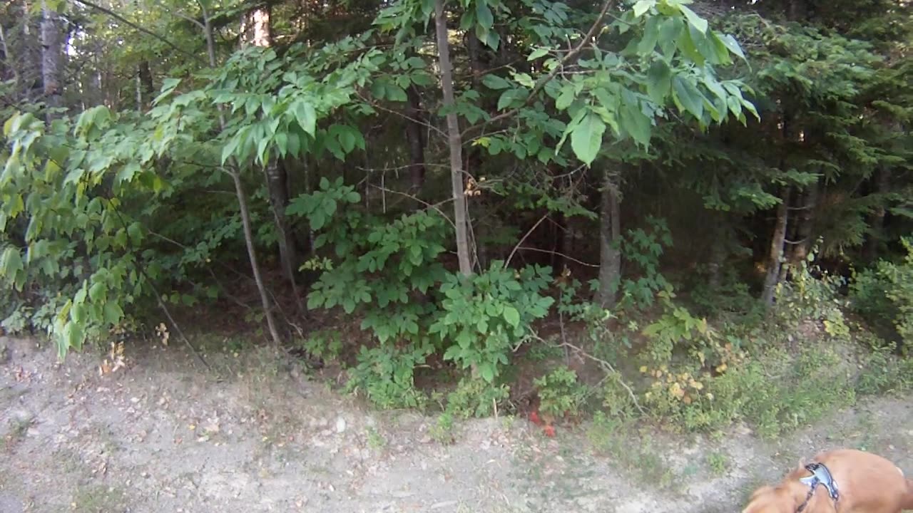 August 17th, 63º