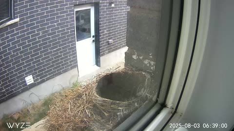 Last bird flies