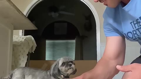 Trying the “hand in “trend with my dog 🐶