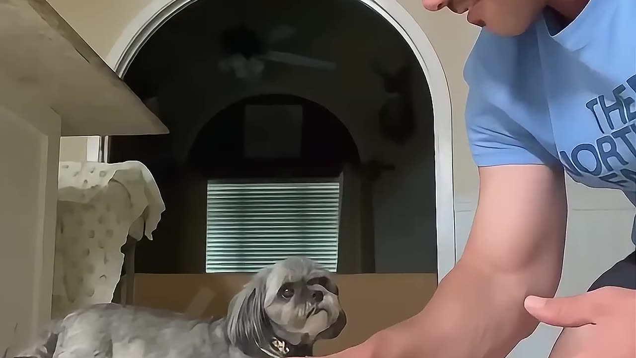 Trying the “hand in “trend with my dog 🐶