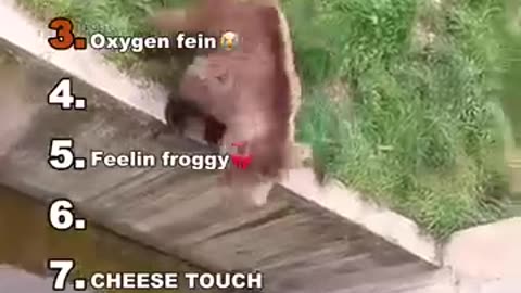 The other side of animals