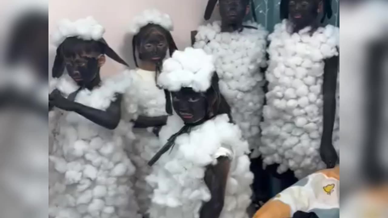 Funny video - Cute lambs