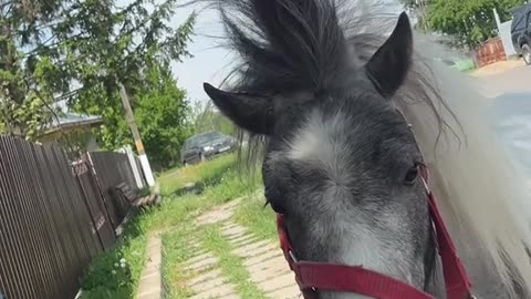 Beautiful horse