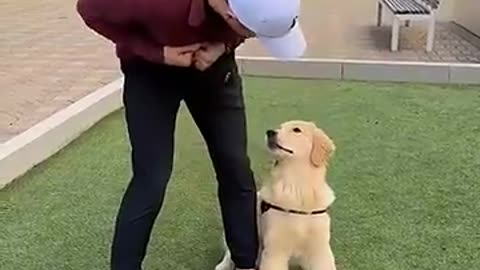 Amazing: Trick training to build a bond with your dog!