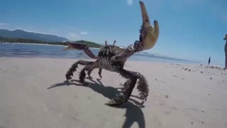 Crab on Itaguaré beach in Bertioga