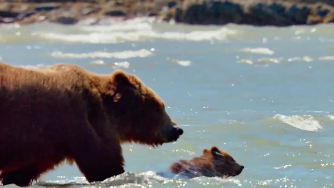 "Instinctive Protection: The Journey of the Bear and Her Cub"